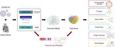 Bioinformatics and systems biology approaches to identify molecular targeting mechanism influenced by COVID-19 on heart failure